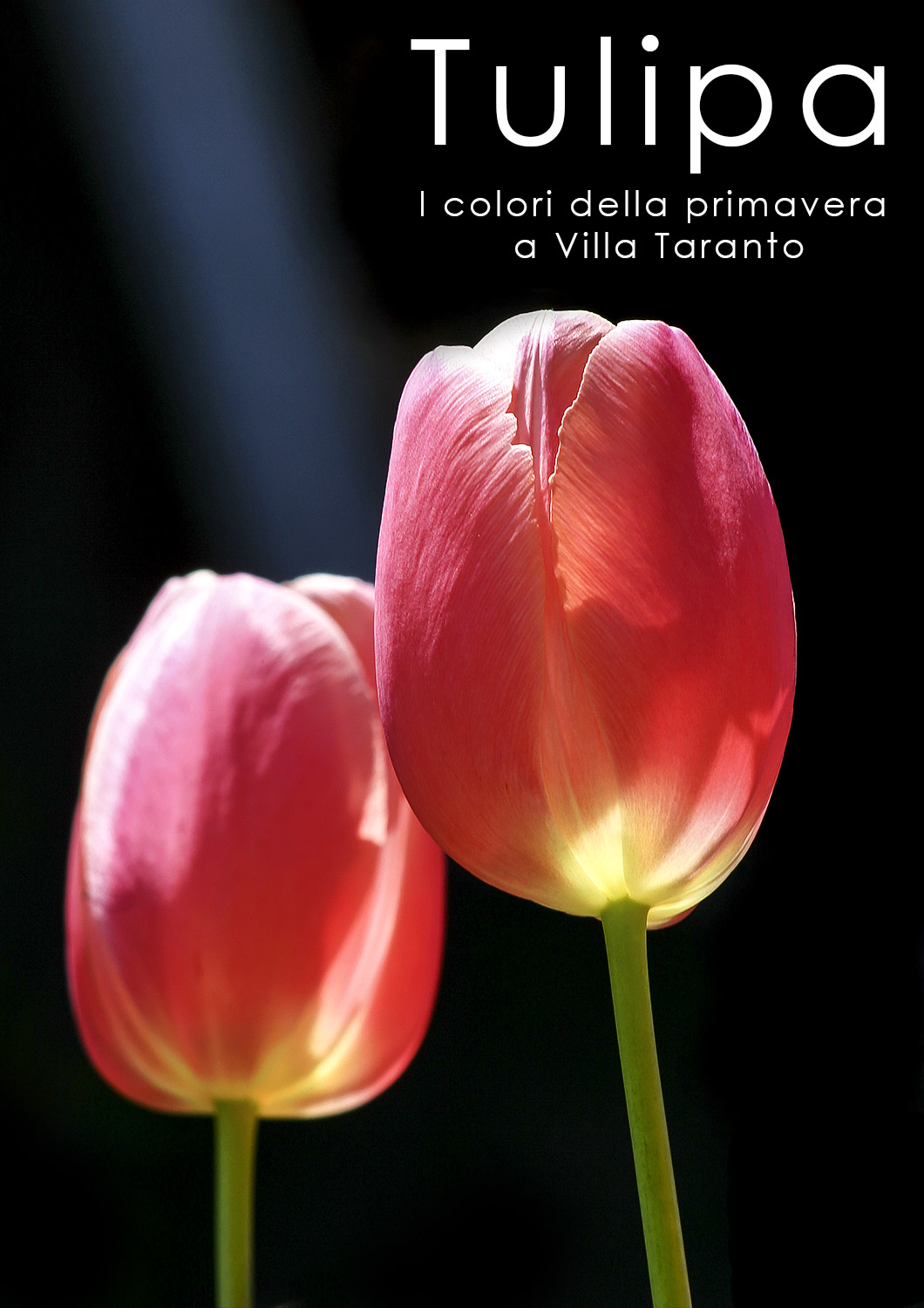 -fotoalbum-tulipani-Villa-Taranto